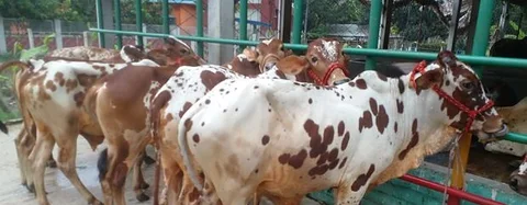 বাছুর বিক্রয় হবে