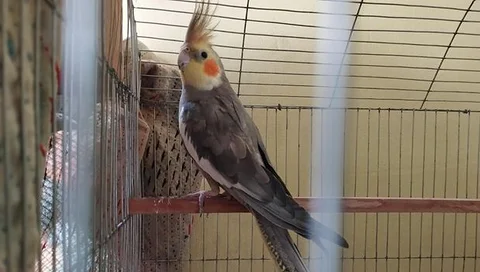 cockatiel