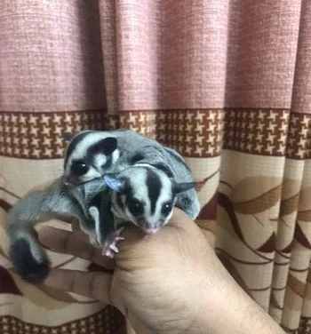 Sugar glider