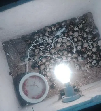 ইনকিউবেটর ডিম থেকে বাচ্চা তোলা মেশিন