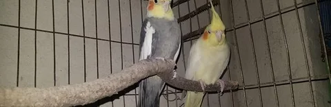 cocktail 1 pair