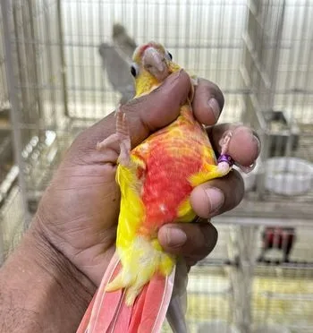 conure