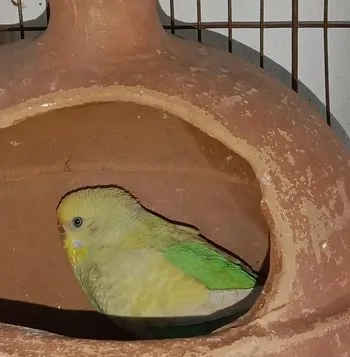 বাজুরিকা brid