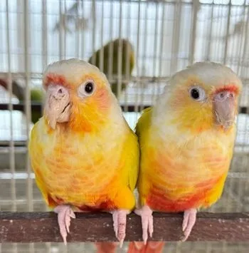 Adult pair