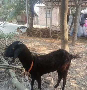 ছাগল