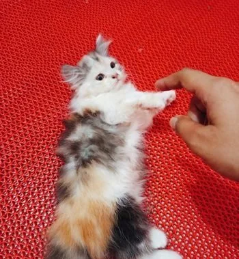 Persian cat
