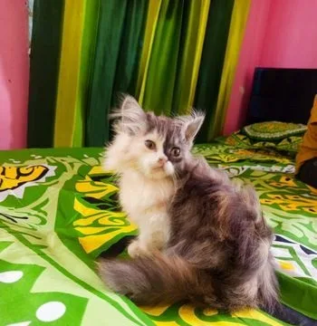 Persian cat