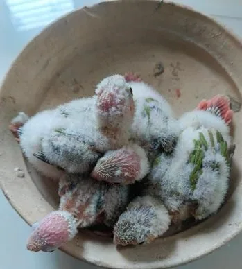 পাইন আপেল কনুর বেবী ।