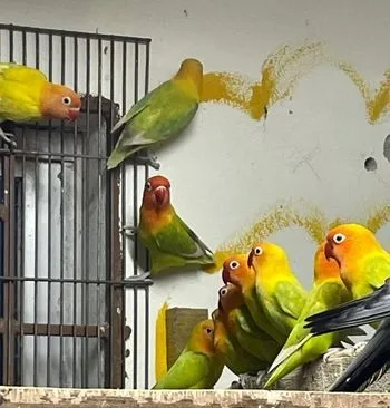 Running Love birds