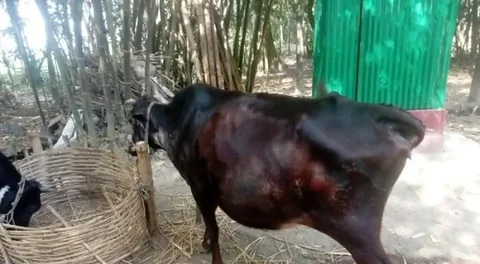 গরু
