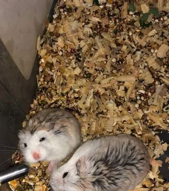 Roborovski Hamster