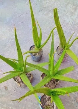Aloe Vera