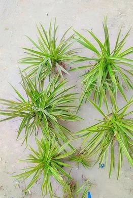 spider plant