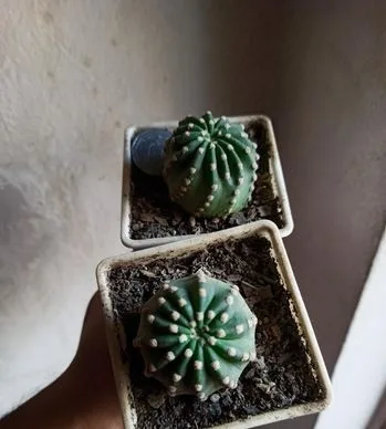 Cactus plant
