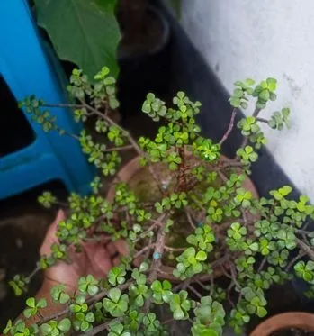Jade plant bonsai