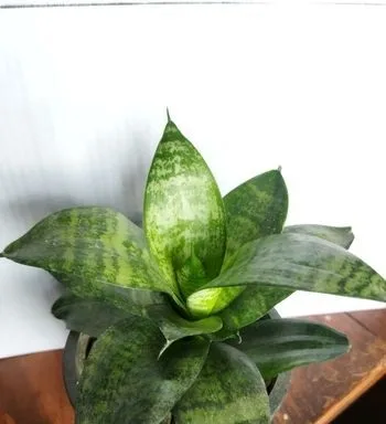 indoor plants