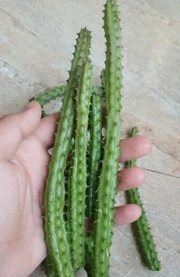 Macrocarpa Cactus