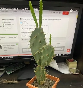 Cactus
