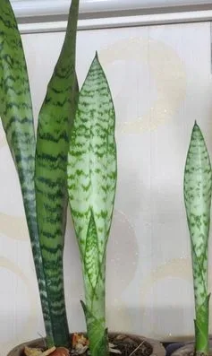 Snake plant indoor