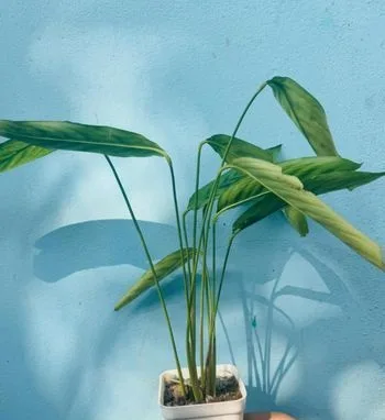 Indoor Plant