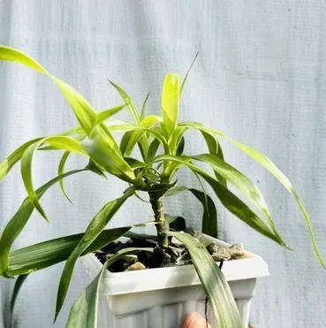 Indoor plant