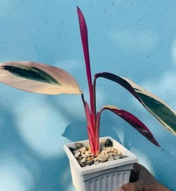 Indoor Plant