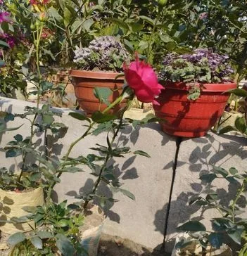 গোলাপ ফুল