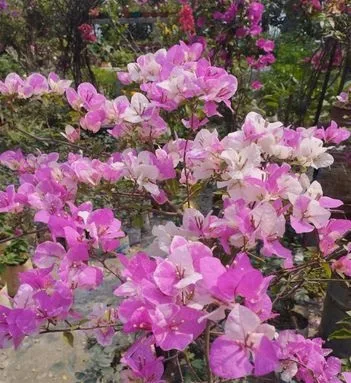 ফুল গাছ
