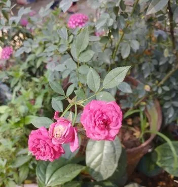ছোট গোলাপ গাছ