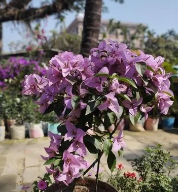 গেট ফুল গাছ