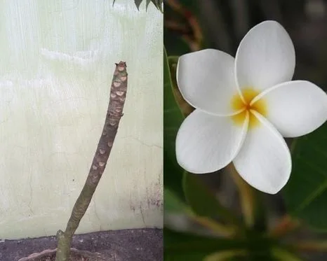 কাঠগোলাপ গাছ