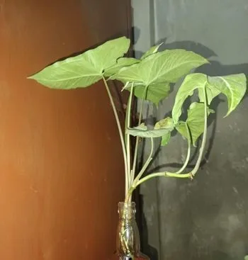 এরোহেড ভাইন গাছ