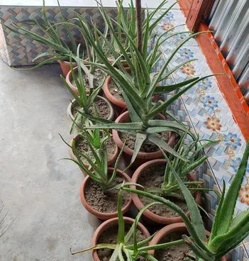 অ্যালোভেরা গাছ