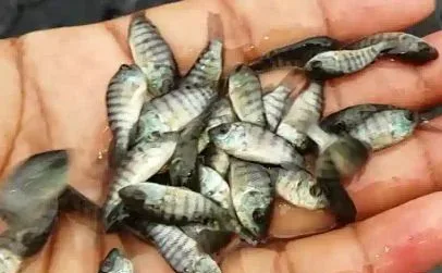 তেলাপিয়া মাছের পোনা