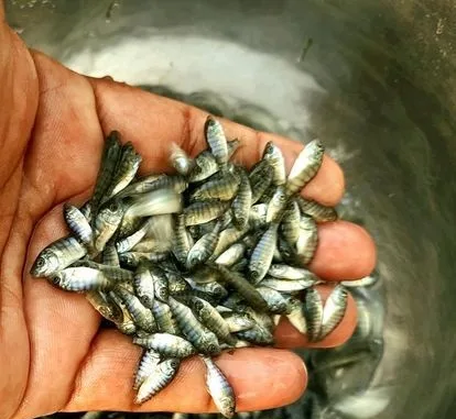 তেলাপিয়া মাছের পোনা