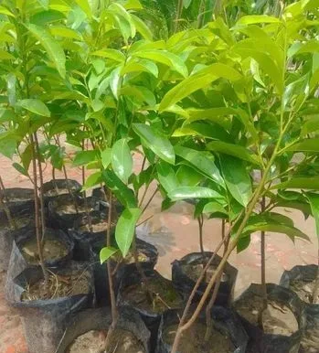 কোরোসল  চারা গাছ