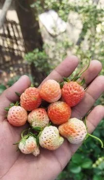 ফুল ও ফলসহ স্ট্রবেরি সতেজ চারা