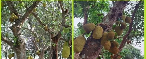 আম গাছ, কাঠাল ইউকলেক্টার গাছ