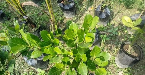 কাঁঠাল চারা।