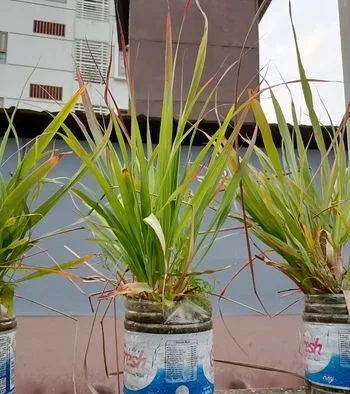 Lemon Grass