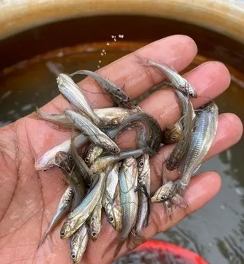 গুলশা মাছের পোনা