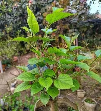 মালবেরি চারা গাছ