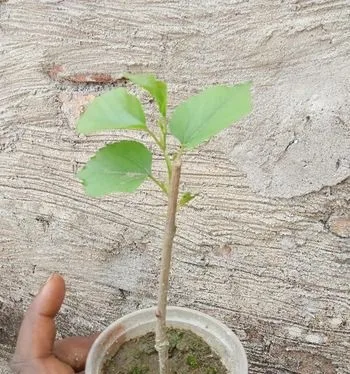 মালবেরি চারা