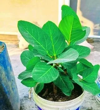 বট গাছ
