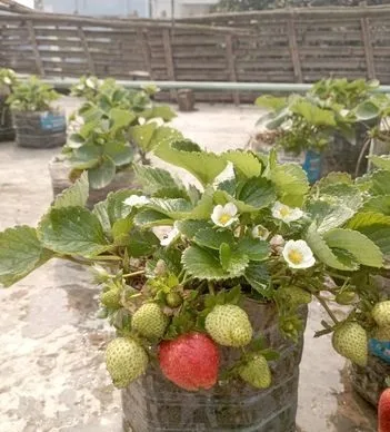 স্ট্রবেরী গাছ