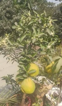 কমলা গাছ