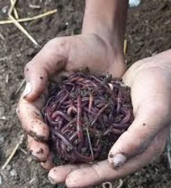 কেঁচো কম্পোস্ট সারের ভার্মি