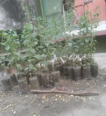 স্টেভিয়া গাছ