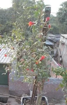 আানার গাছ