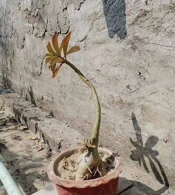 আডিমিয়াম গাছ